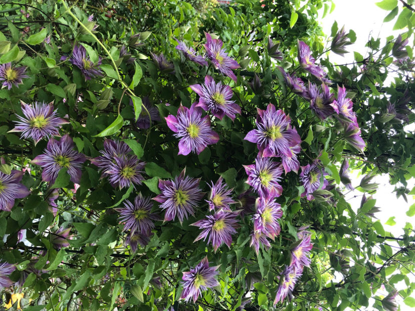  - Primavara - vara 2022-1