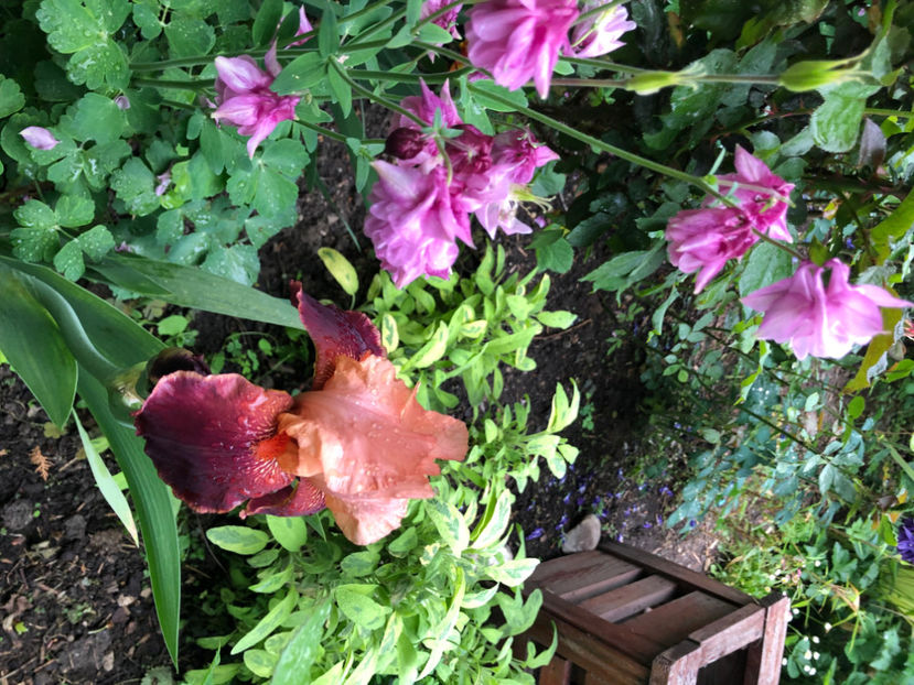  - Primavara - vara 2022-1