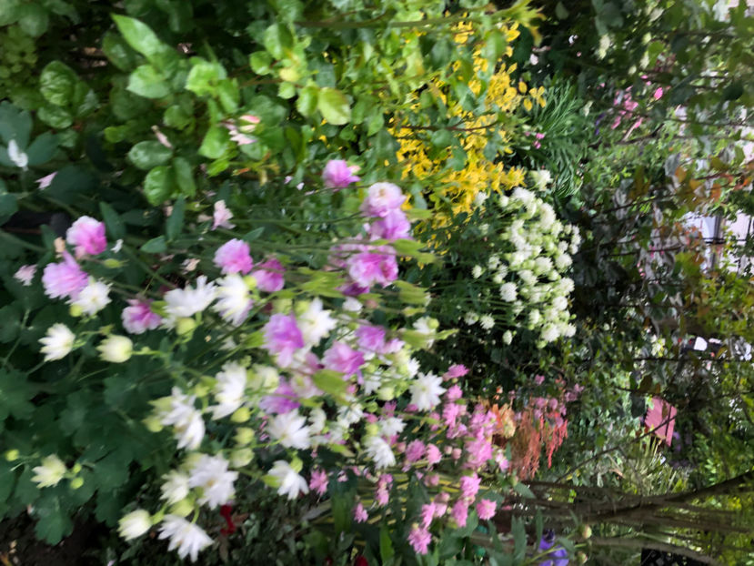  - Primavara - vara 2022-1