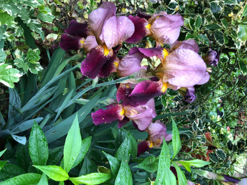  - Primavara - vara 2022-1