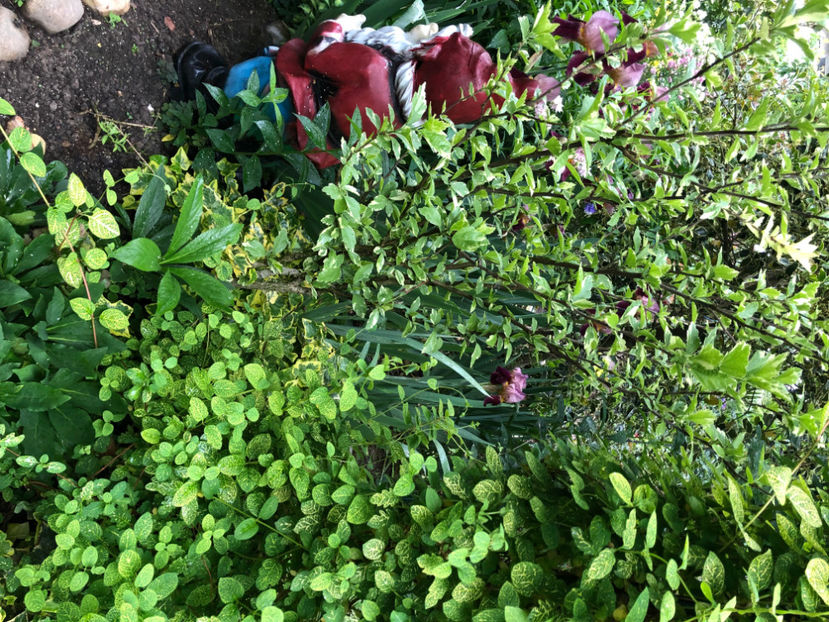  - Primavara - vara 2022-1