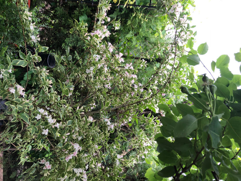  - Primavara - vara 2022-1