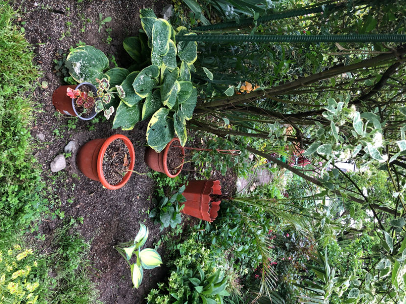  - Primavara - vara 2022-1