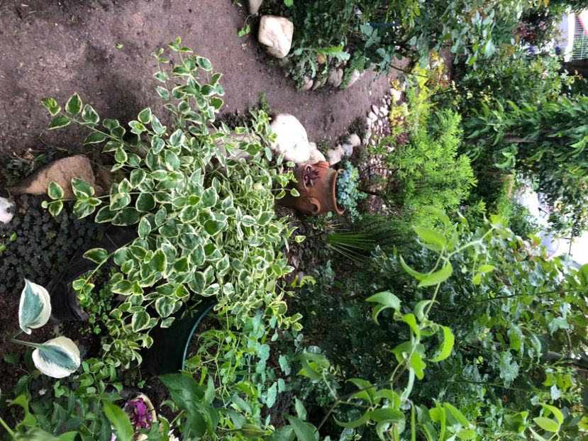  - Primavara - vara 2022-1