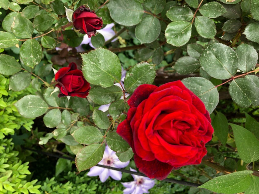  - Primavara - vara 2022-1