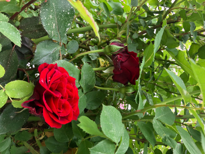  - Primavara - vara 2022-1