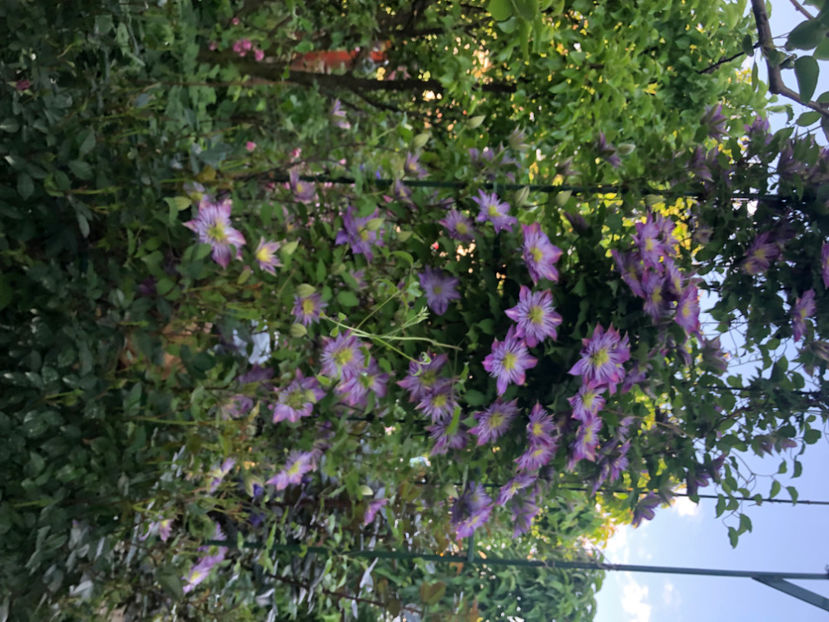  - Primavara - vara 2022-1