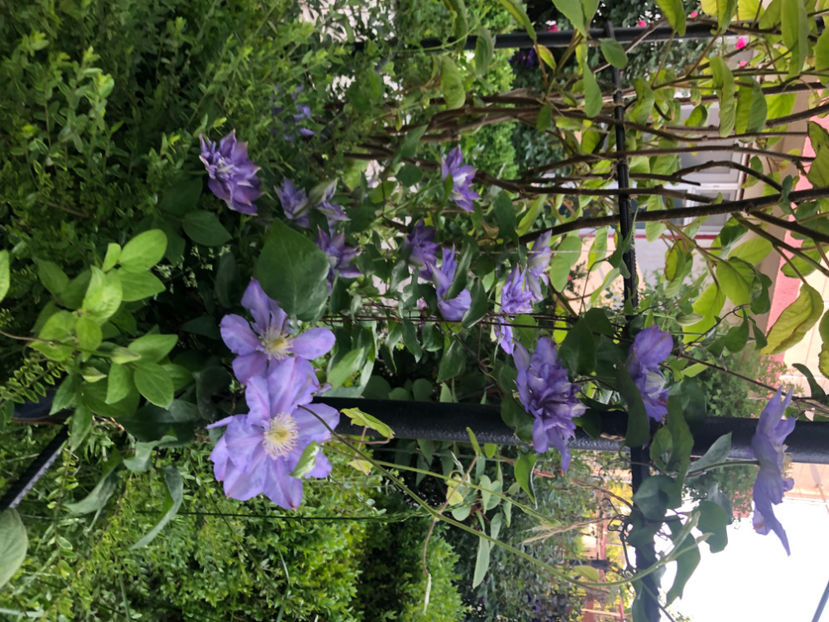  - Primavara - vara 2022-1