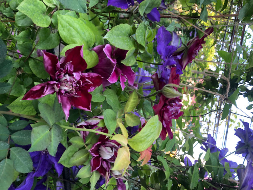  - Primavara - vara 2022-1