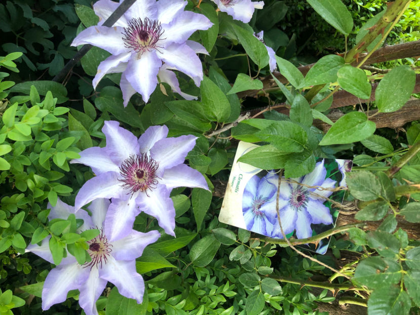  - Primavara - vara 2022-1