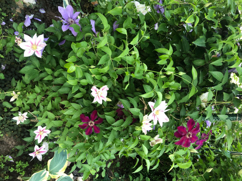  - Primavara - vara 2022-1