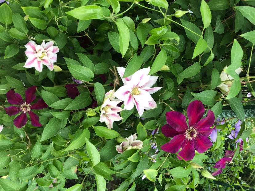  - Primavara - vara 2022-1