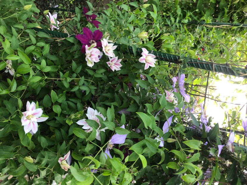  - Primavara - vara 2022-1