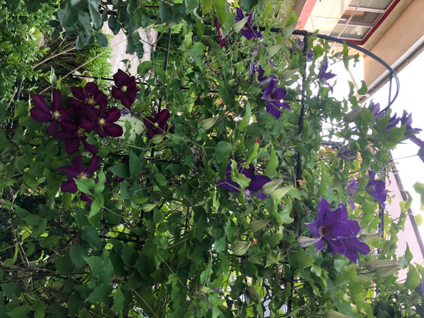  - Primavara - vara 2022-1