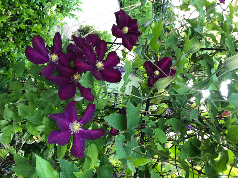  - Primavara - vara 2022-1