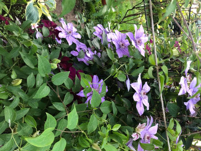  - Primavara - vara 2022-1