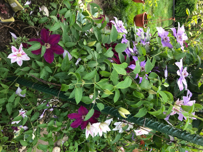  - Primavara - vara 2022-1