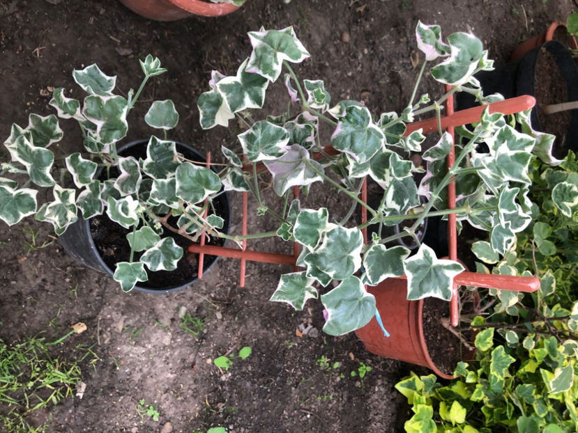  - Primavara - vara 2022-1