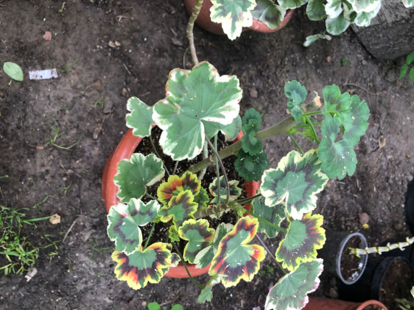  - Primavara - vara 2022-1