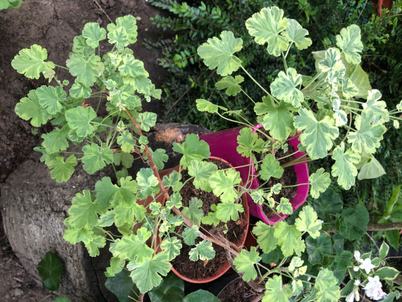  - Primavara - vara 2022-1