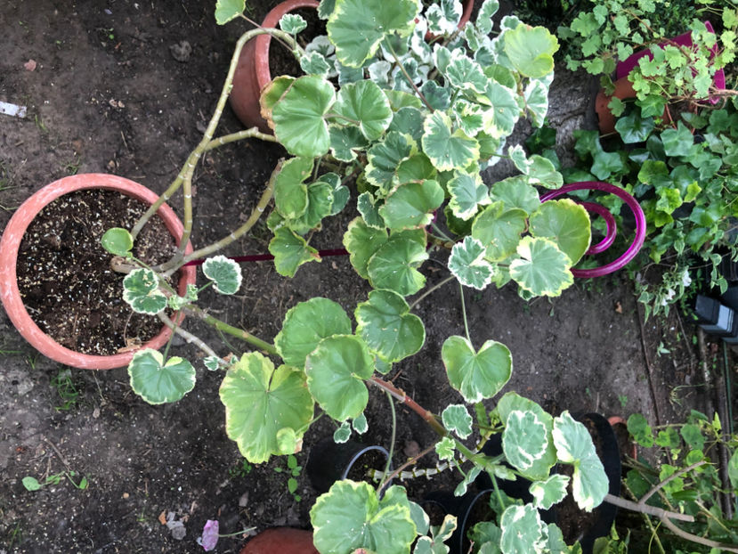  - Primavara - vara 2022-1