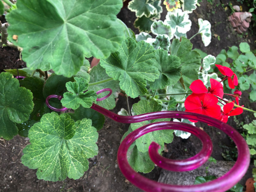  - Primavara - vara 2022-1