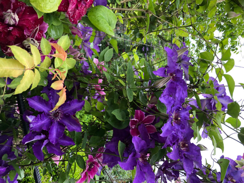  - Primavara - vara 2022-1