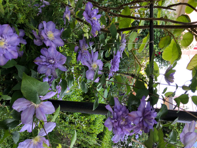  - Primavara - vara 2022-1