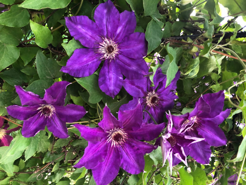  - Primavara - vara 2022-1