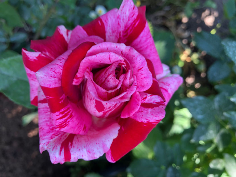  - Primavara - vara 2022-1