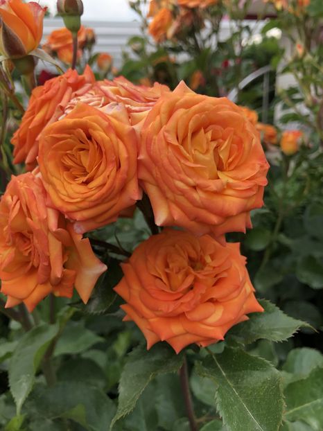  - Primavara - vara 2022-1