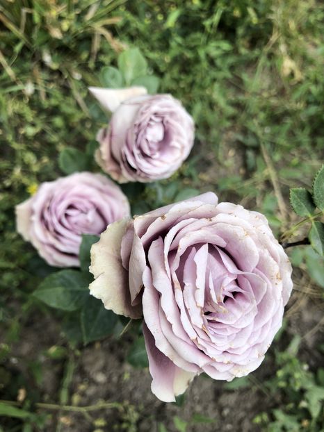  - Primavara - vara 2022-1