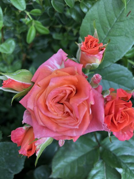  - Primavara - vara 2022-1