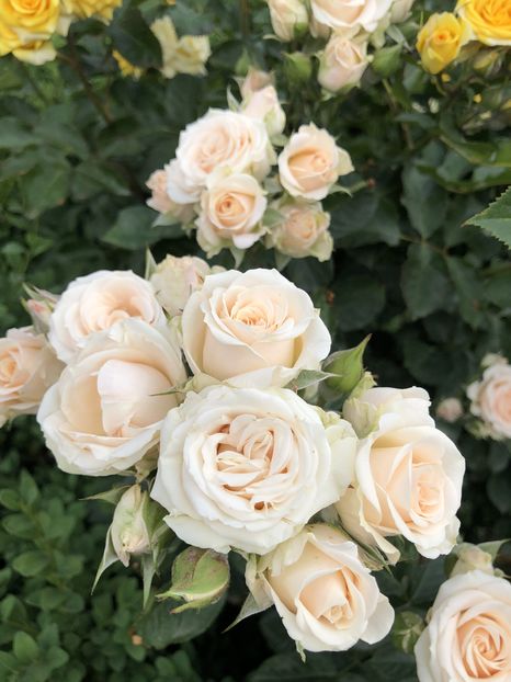  - Primavara - vara 2022-1