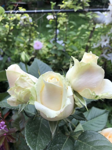  - Primavara - vara 2022-1