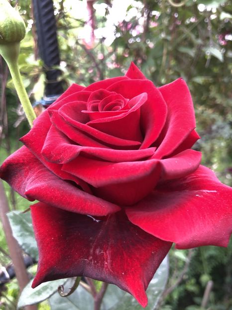  - Primavara - vara 2022-1