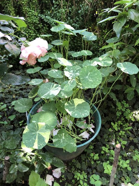  - Primavara - vara 2022-1