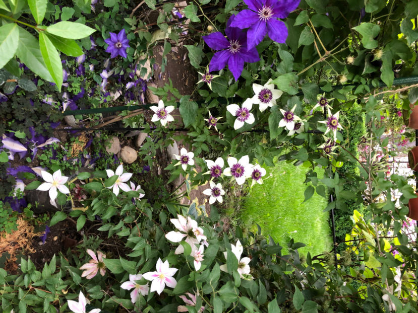  - Primavara - vara 2022-1