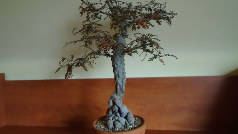 Operculicarya decaryi - Bonsai si prebonsai 2020-2023