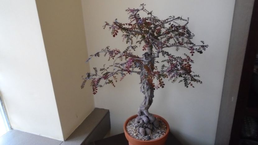 Operculicarya decaryi - Bonsai si prebonsai 2020-2023
