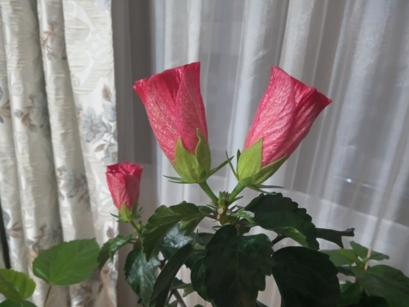  - 02 Hemerocalisi-hibiscusi-crini