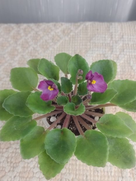 3 dec - Hunter s Captivating