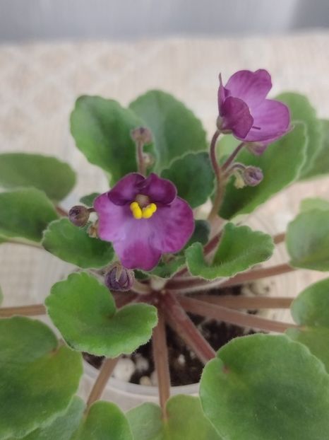 3 dec - Hunter s Captivating