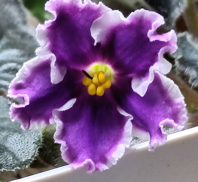 Le Saturn Rings - PORTRETE