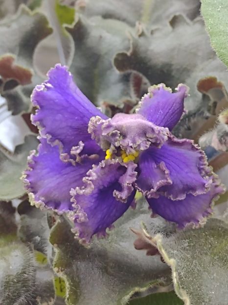 3 dec - LE Sedoj Graf