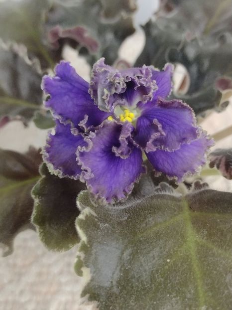 3 dec - LE Sedoj Graf