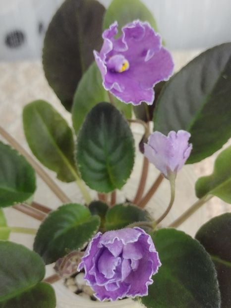 3 dec - VaT Aromat Glitsiniy