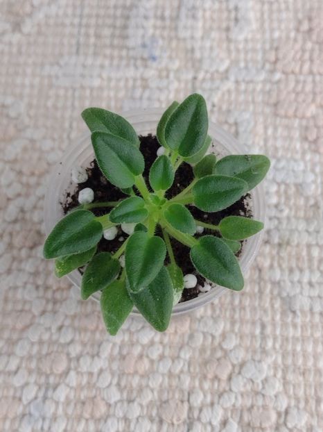 3 dec - LE Skazka Stranstviy