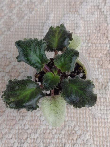 3 dec - F Skazka na Notch