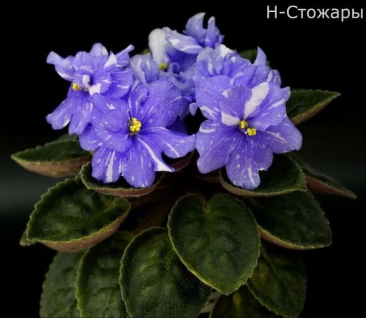 N-Stozhary poza net - N Stozhary